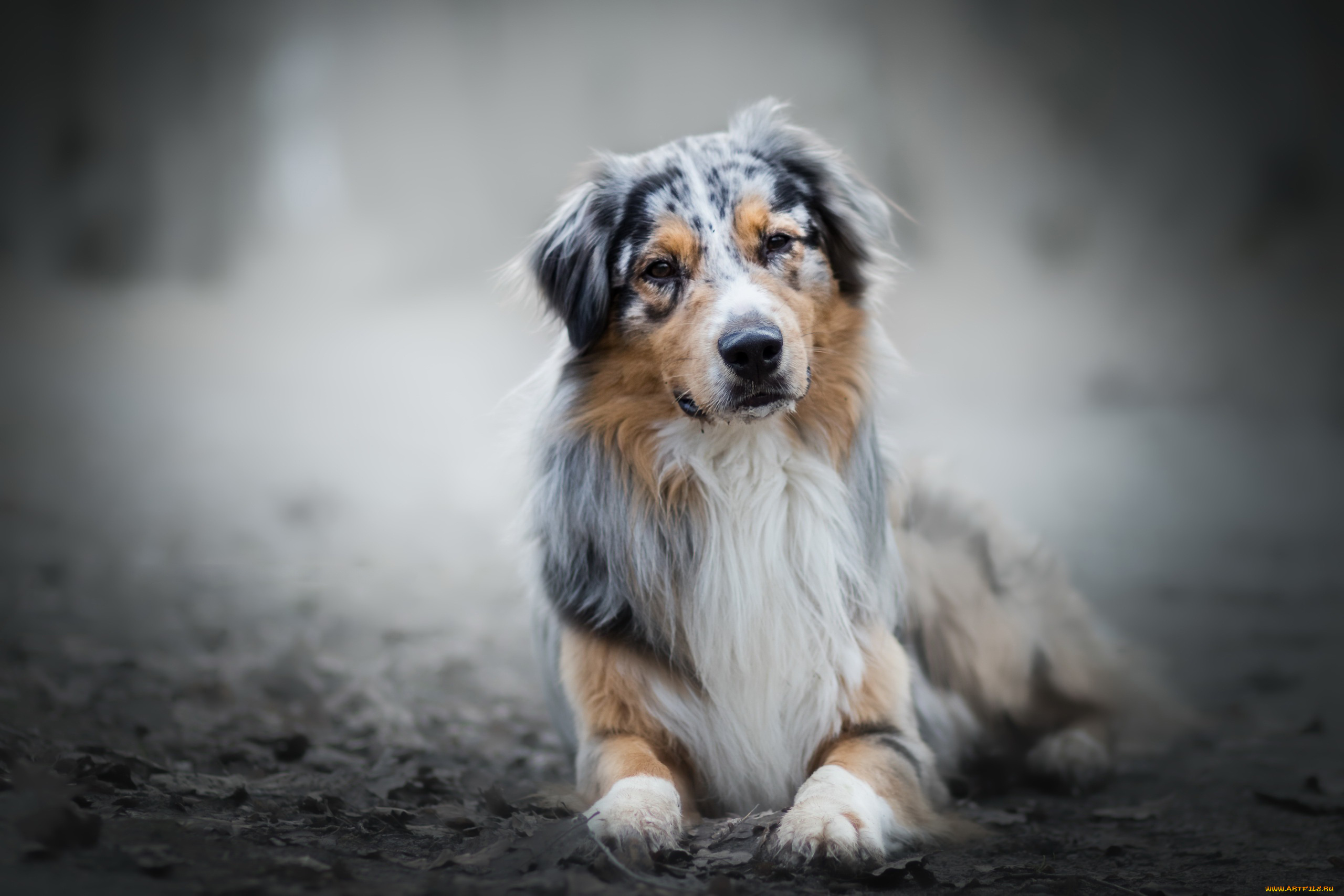 собака, животные, собаки