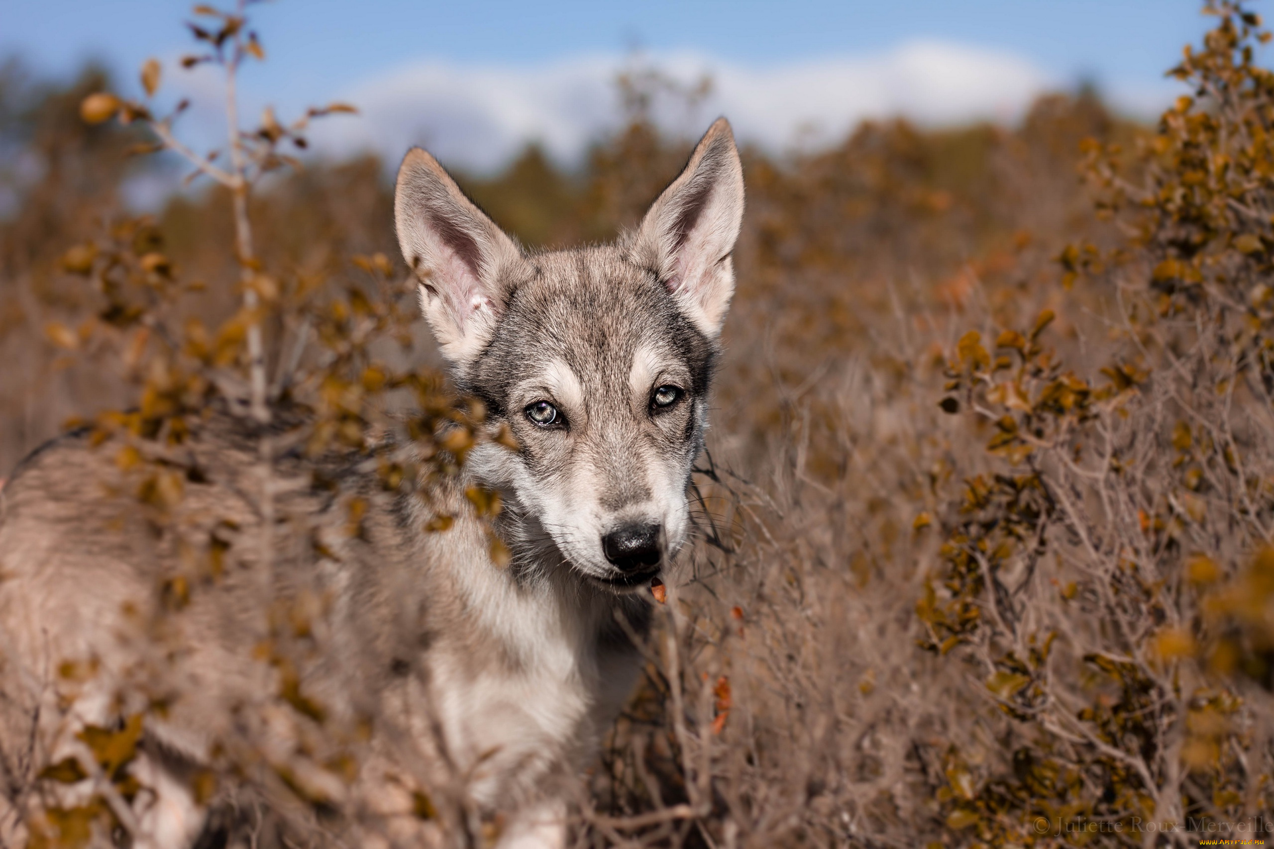 собака, животные, собаки