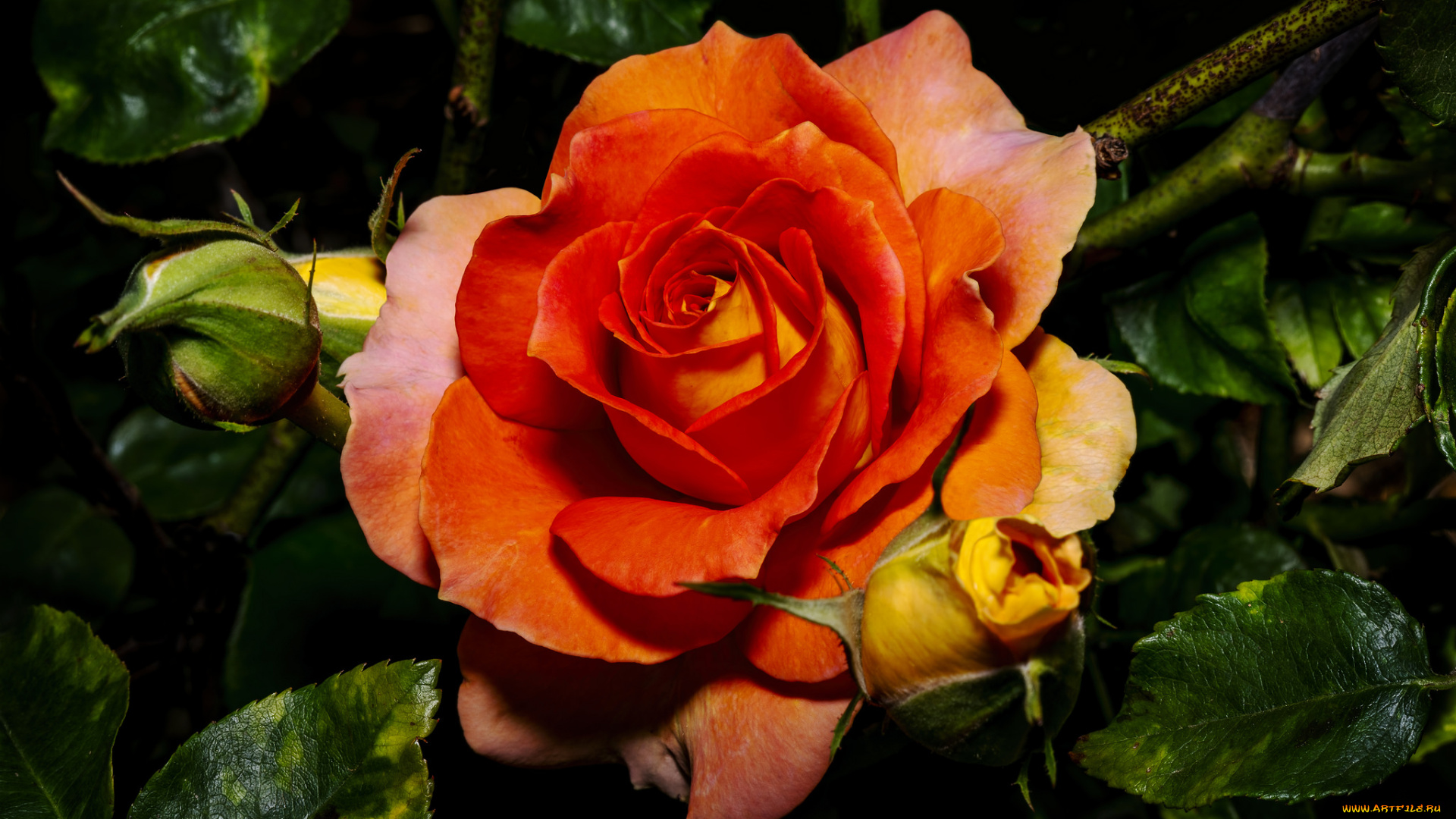 цветы, розы, лепестки, бутон