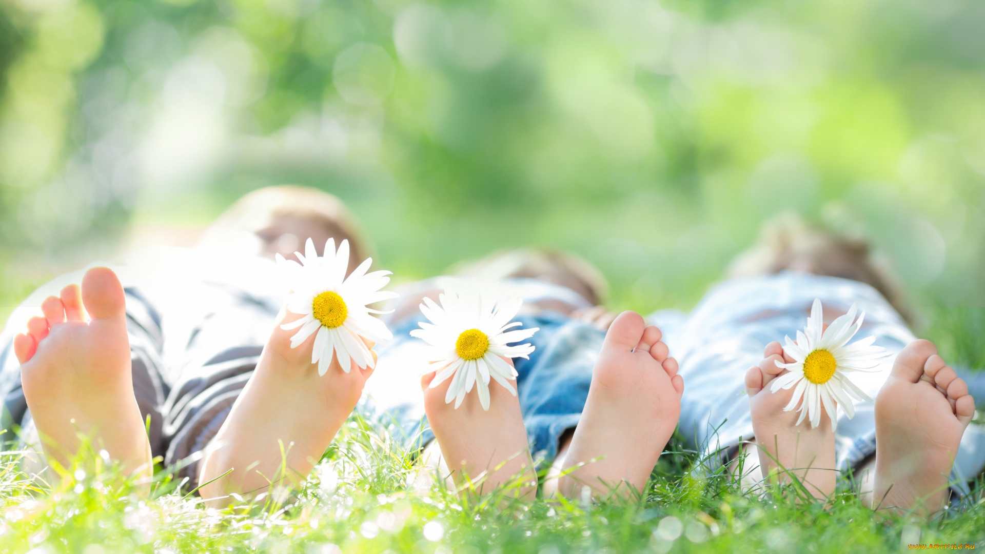 разное, руки, ромашки, трава, ноги