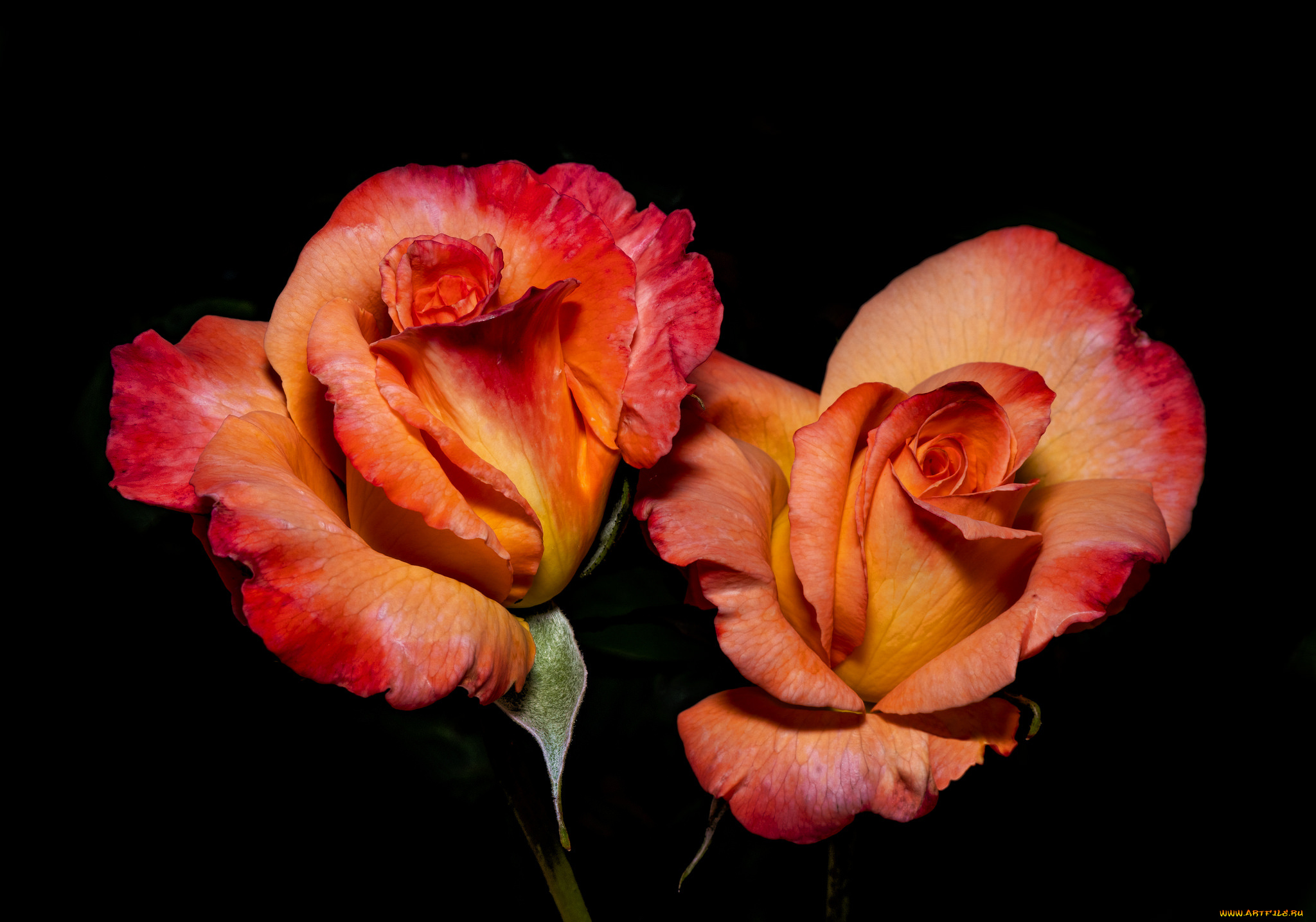 цветы, розы, лепестки, бутон