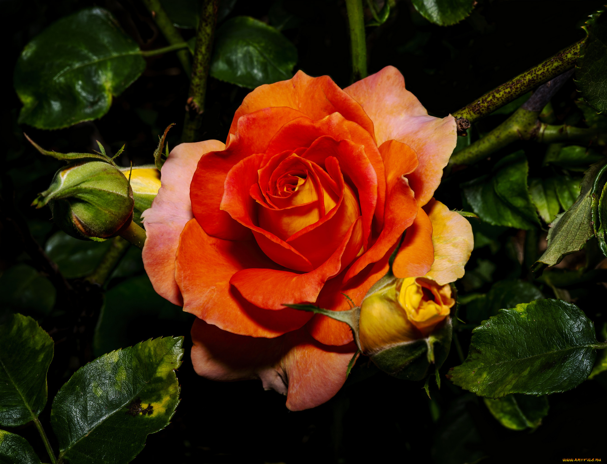 цветы, розы, лепестки, бутон