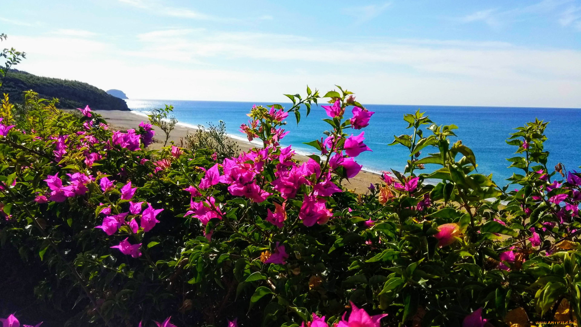 море, цветы, природа, природа, побережье, цветы, море