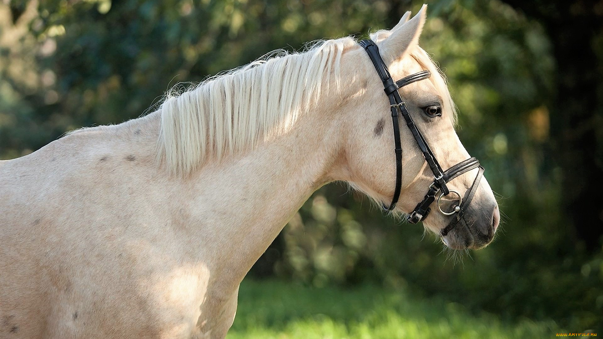 животные, лошади, лошадь, уздечка