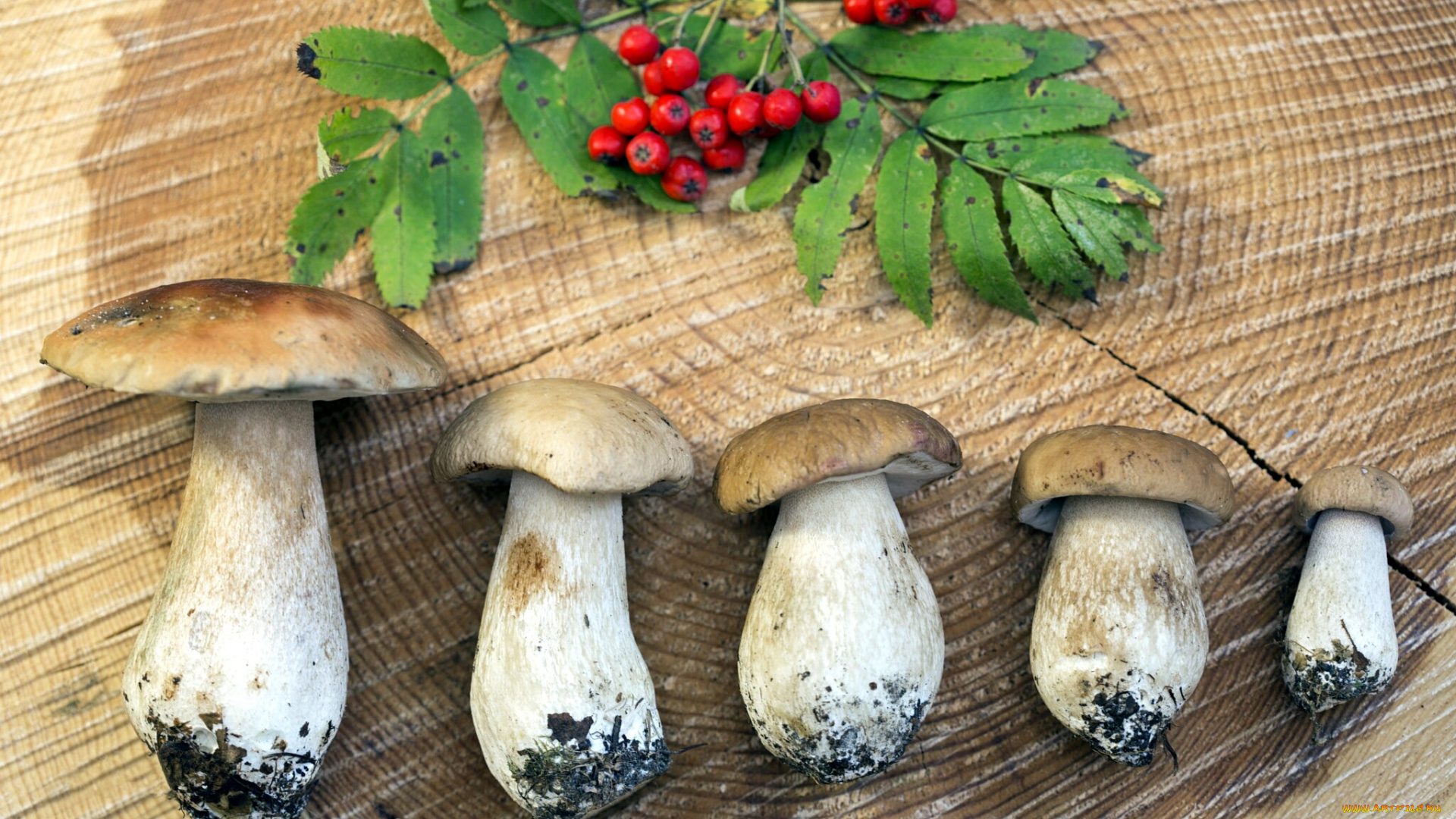 еда, грибы, , грибные, блюда, ветка, рябина, лесные, боровики