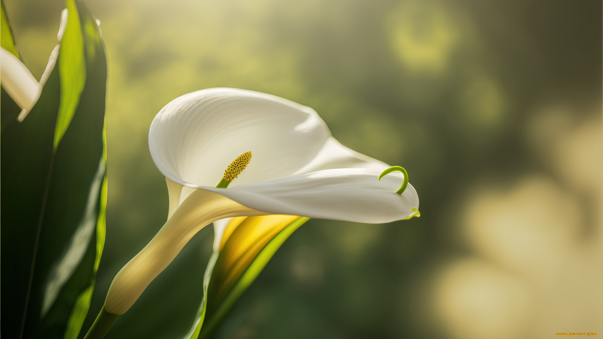 3д, графика, цветы, , flowers, белые, каллы, макро