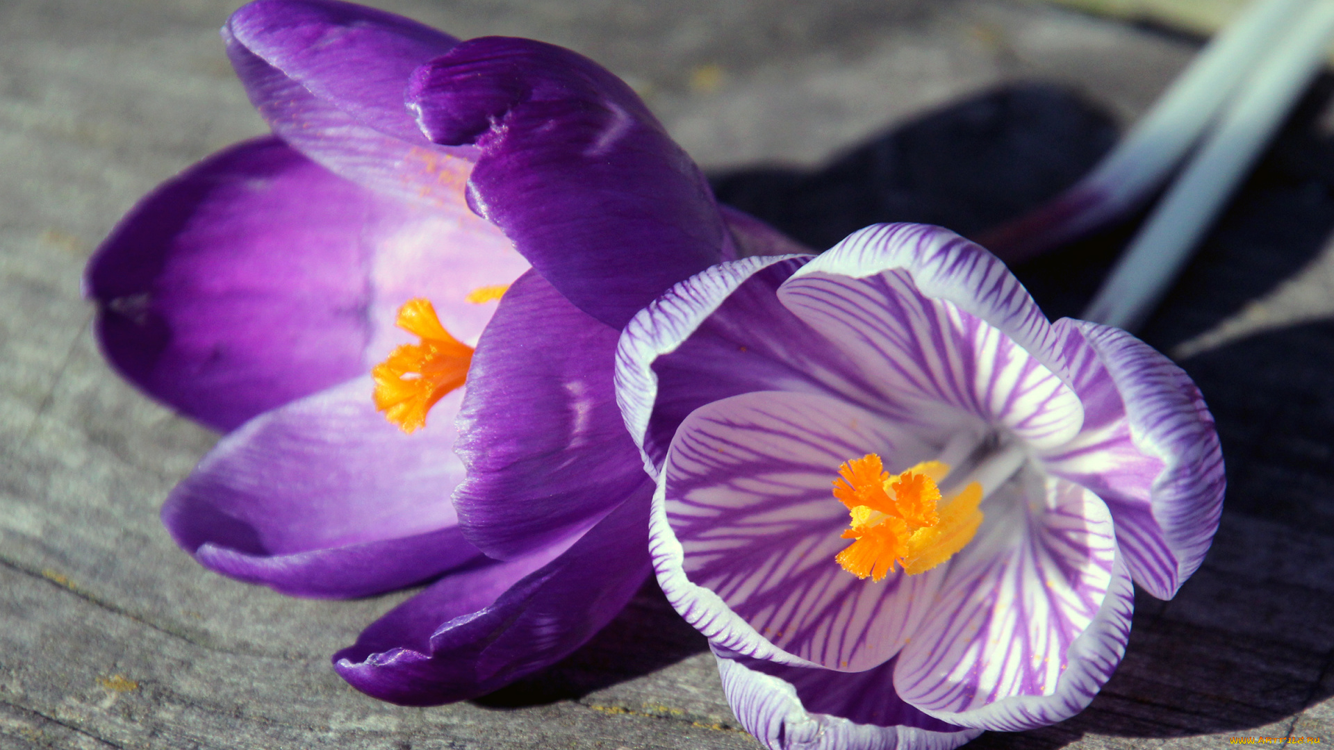 цветы, крокусы