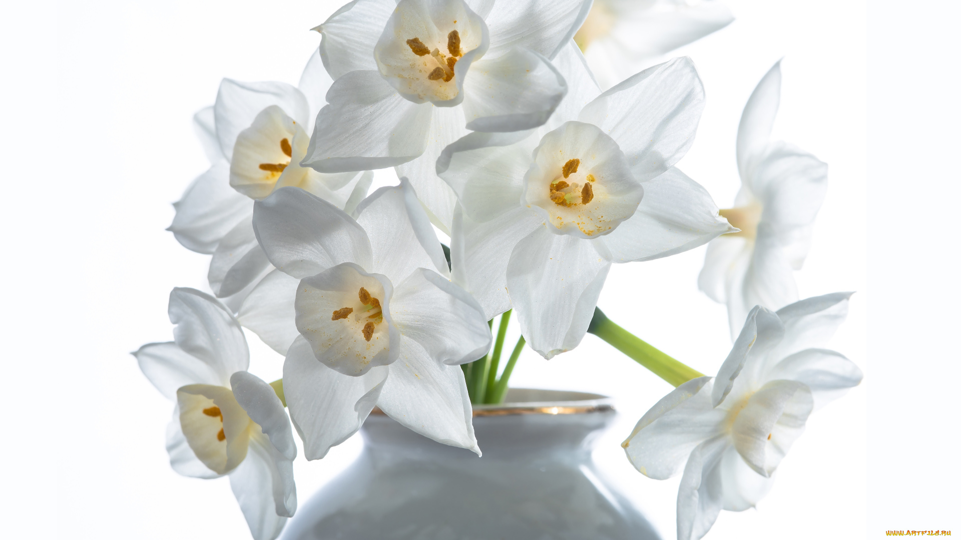 цветы, нарциссы