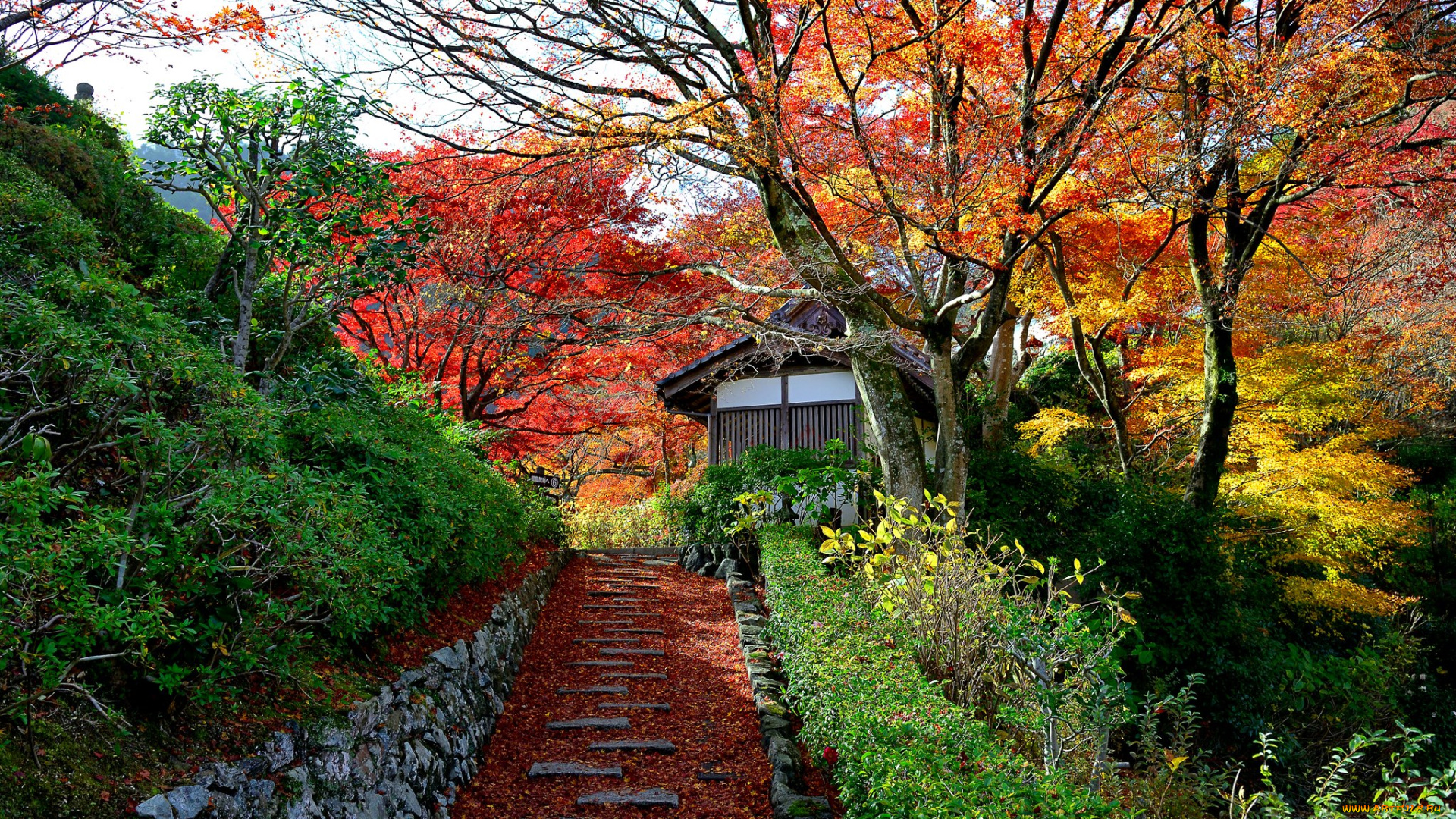 природа, парк