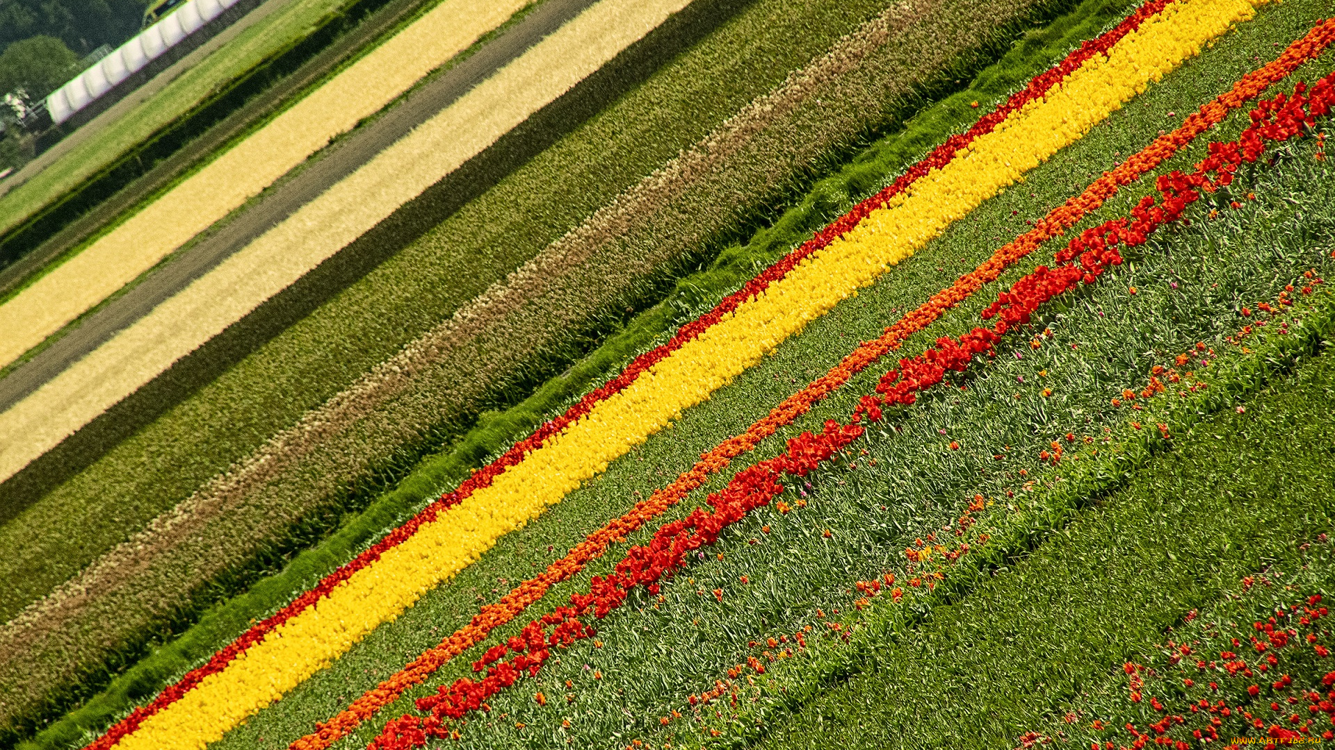 природа, поля, поле