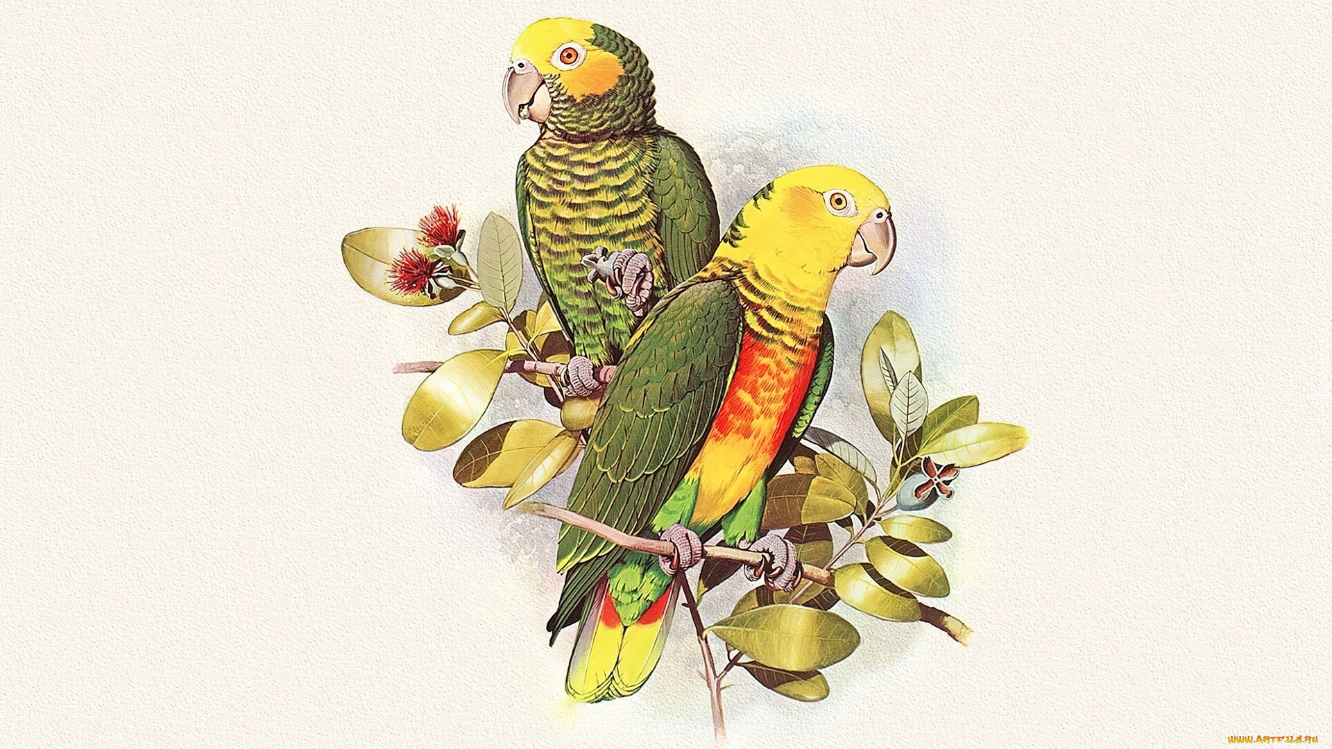 рисованное, животные, , птицы, , попугаи, попугаи, пара, ветка