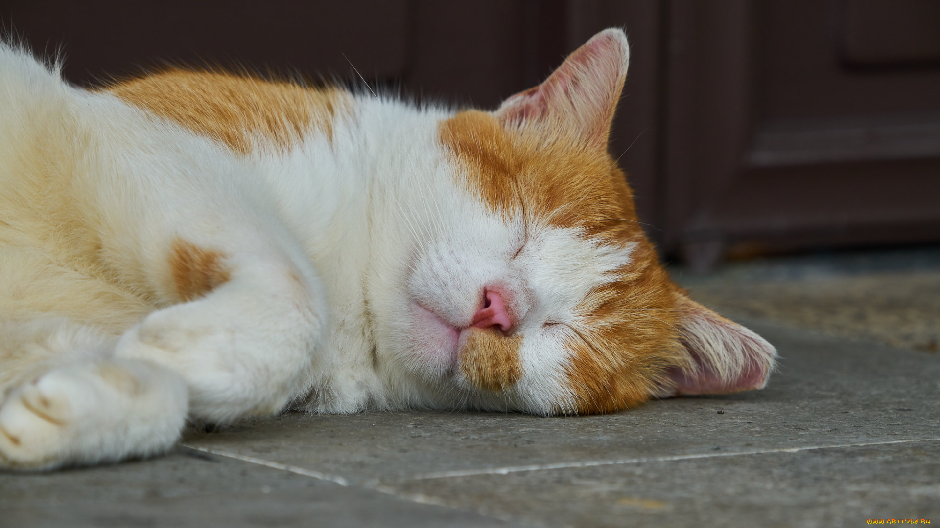 животные, коты, кот, кошка