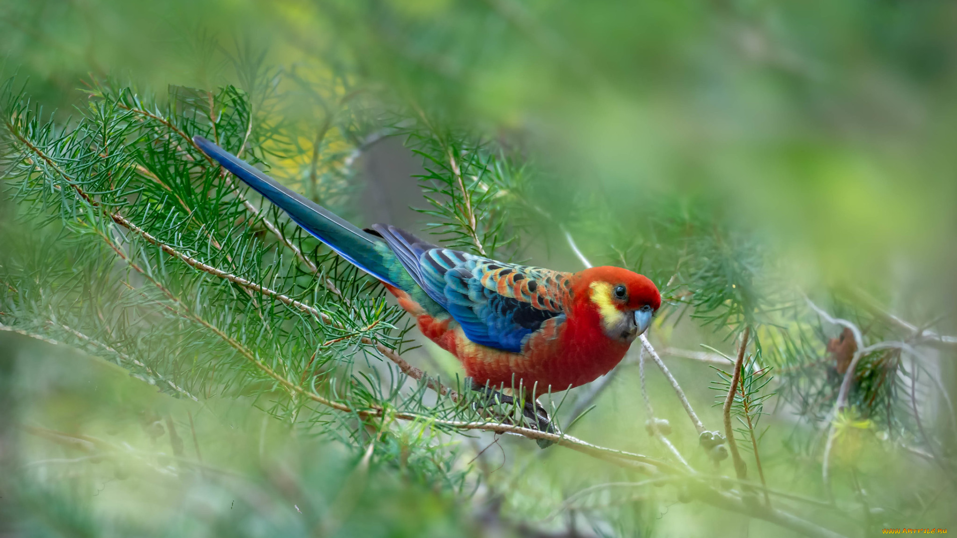 животные, попугаи, птица