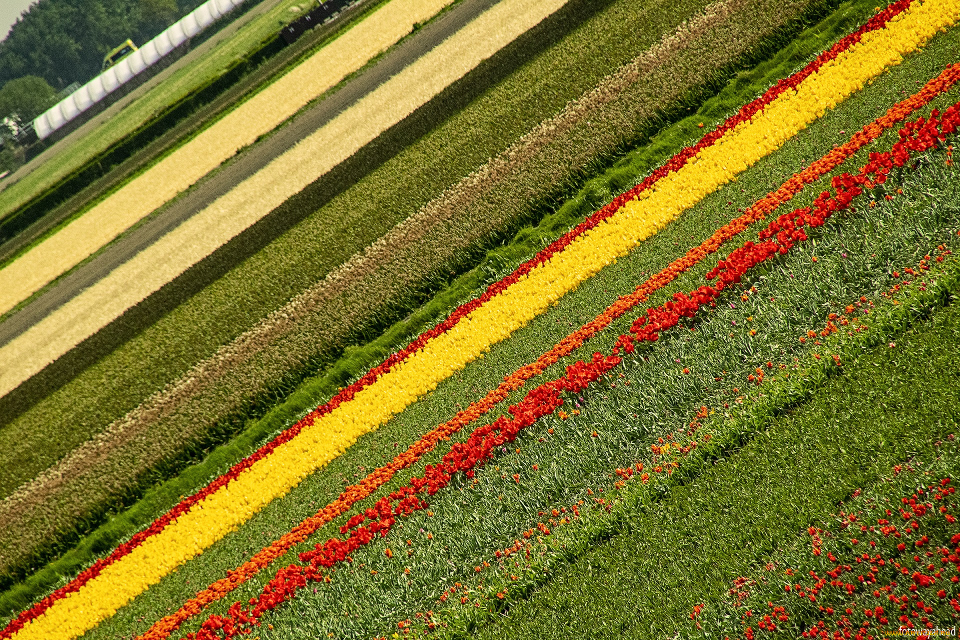 природа, поля, поле