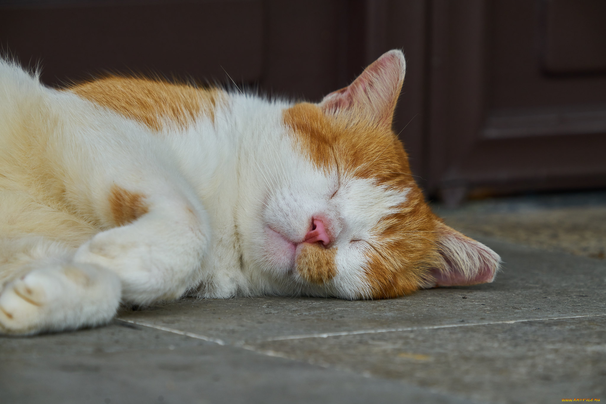 животные, коты, кот, кошка