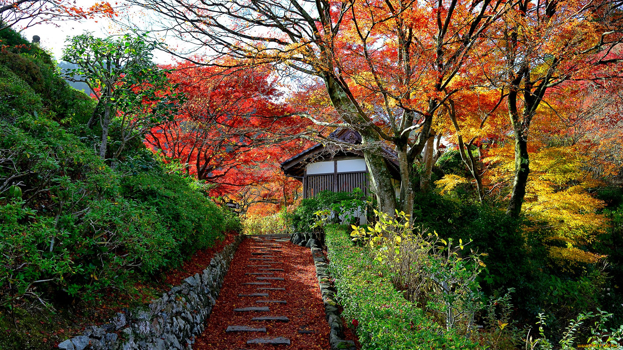 природа, парк