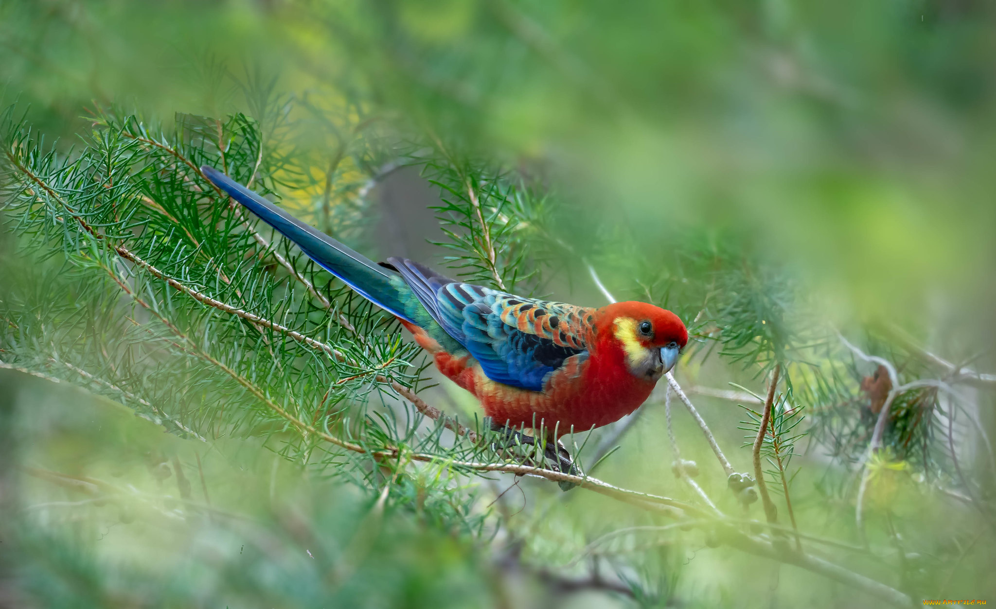 животные, попугаи, птица