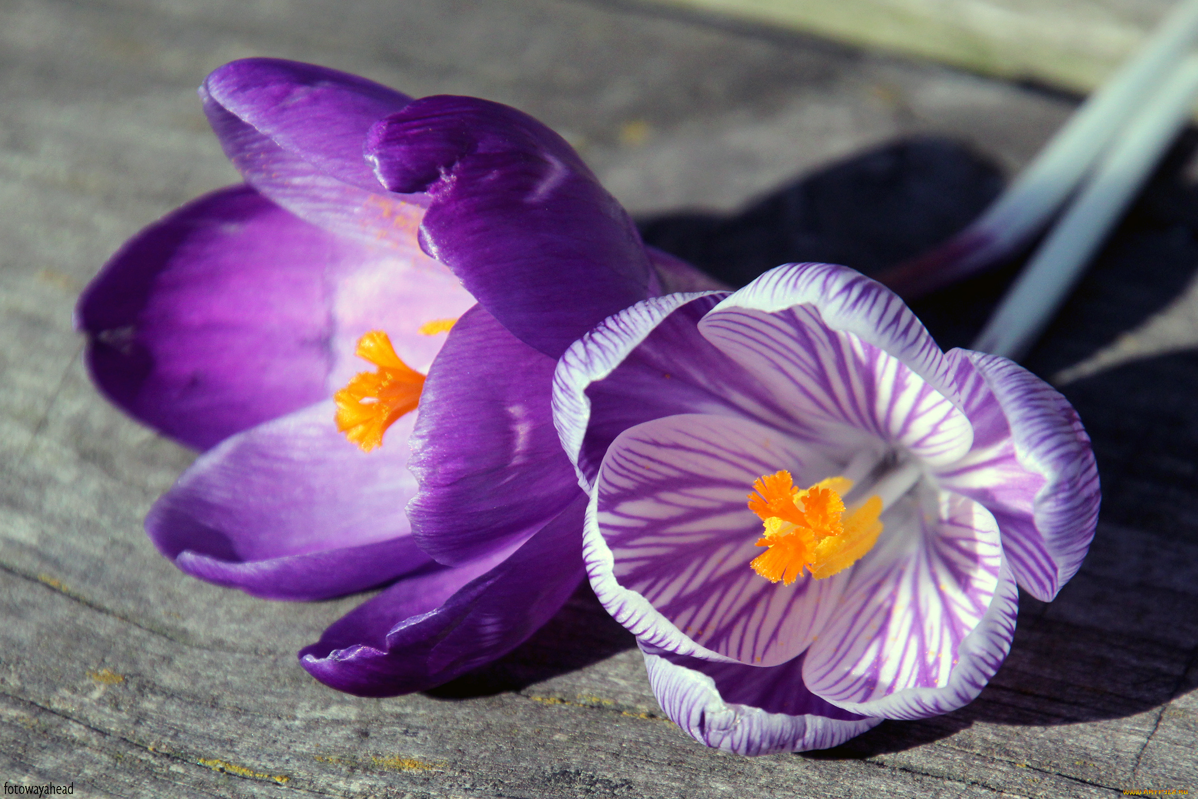 цветы, крокусы