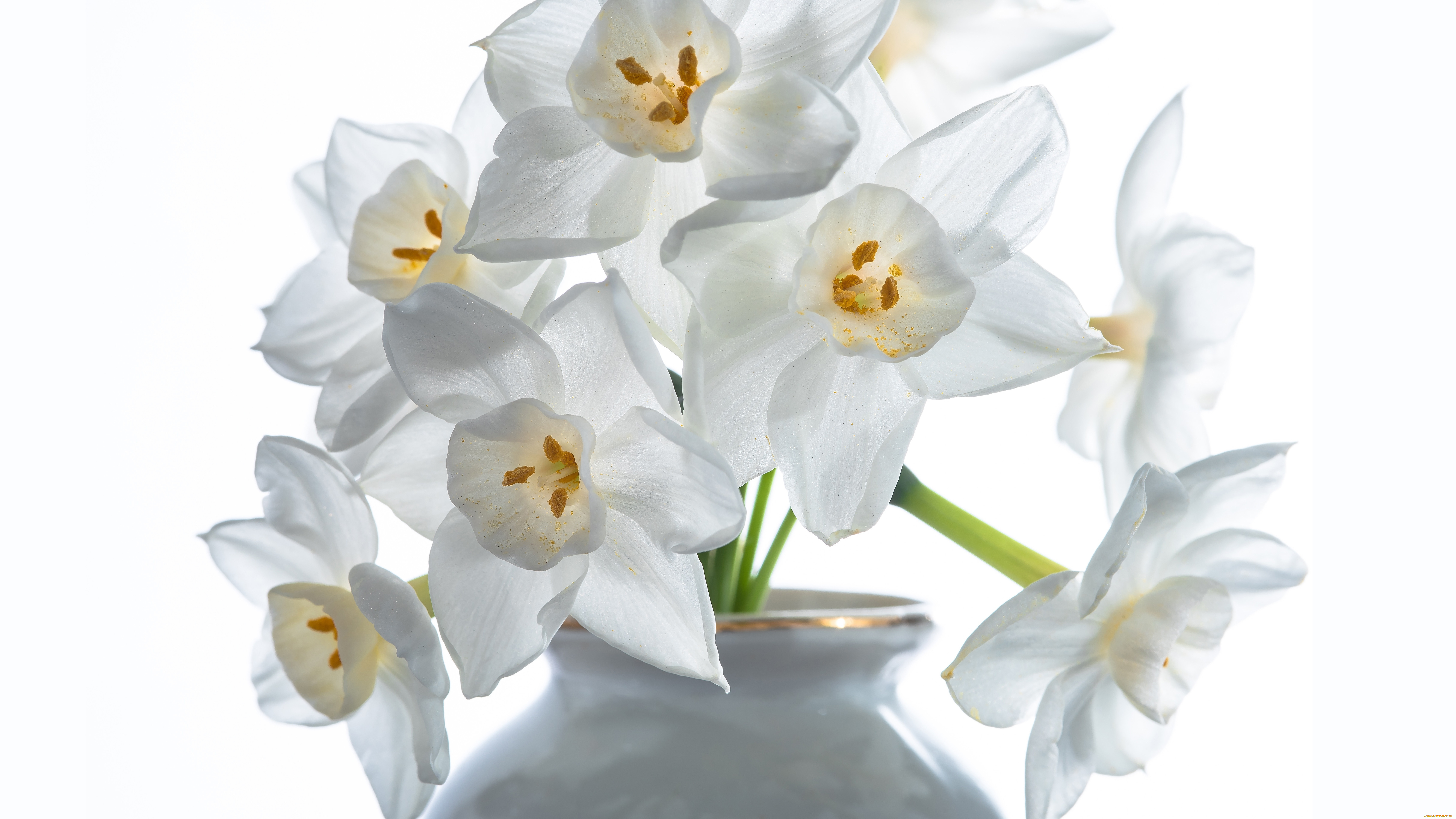 цветы, нарциссы