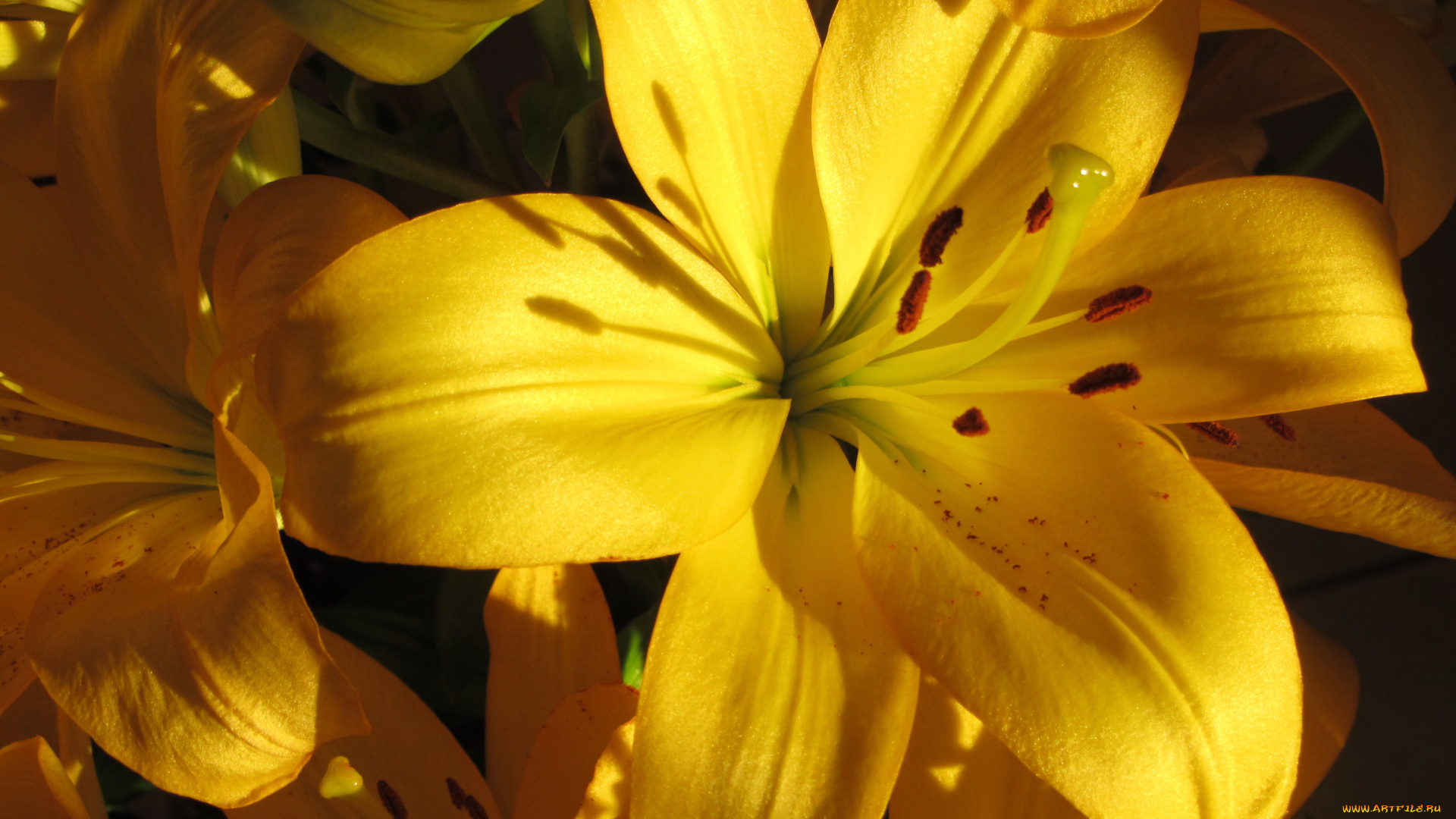 цветы, лилии, , лилейники