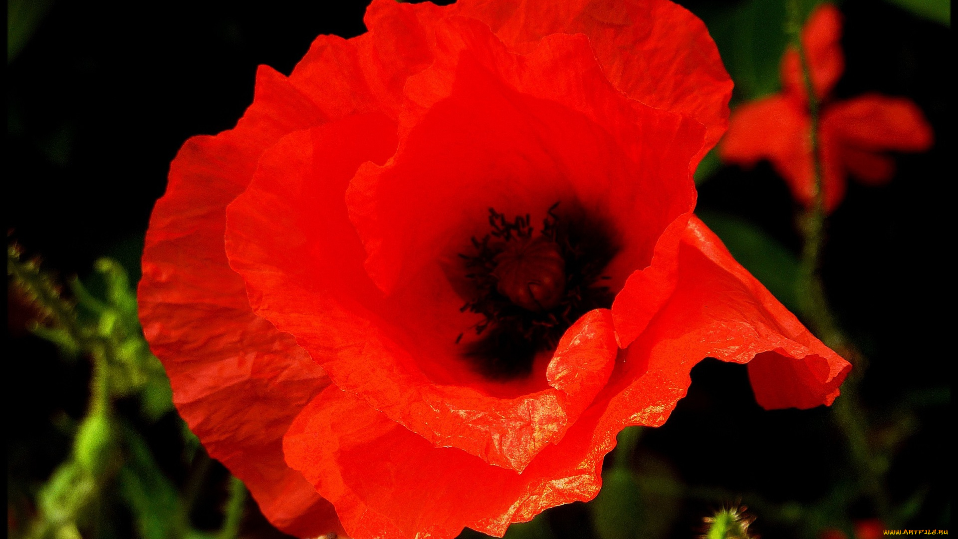 цветы, маки, цветок