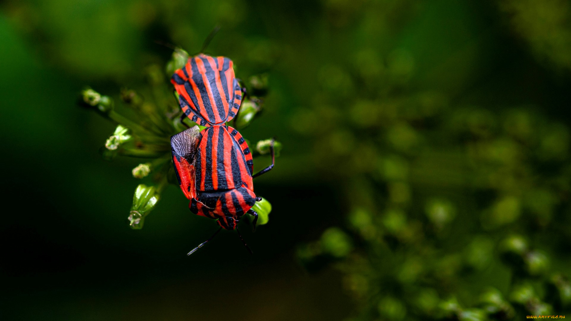 щитник, линейчатый, животные, насекомые, жуки, пара, весна, зелень