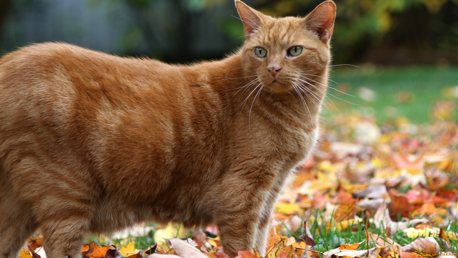 животные, коты, кот, кошка