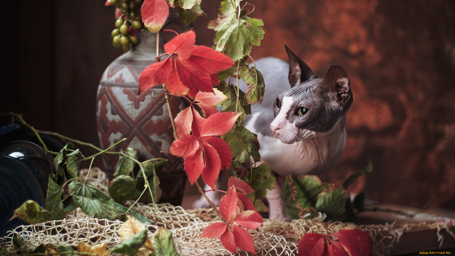 животные, коты, кот, кошка