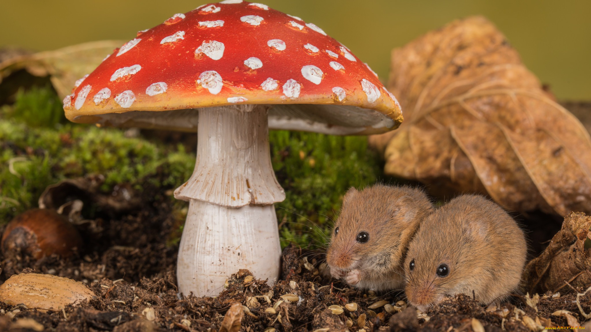 животные, крысы, , мыши, мыши