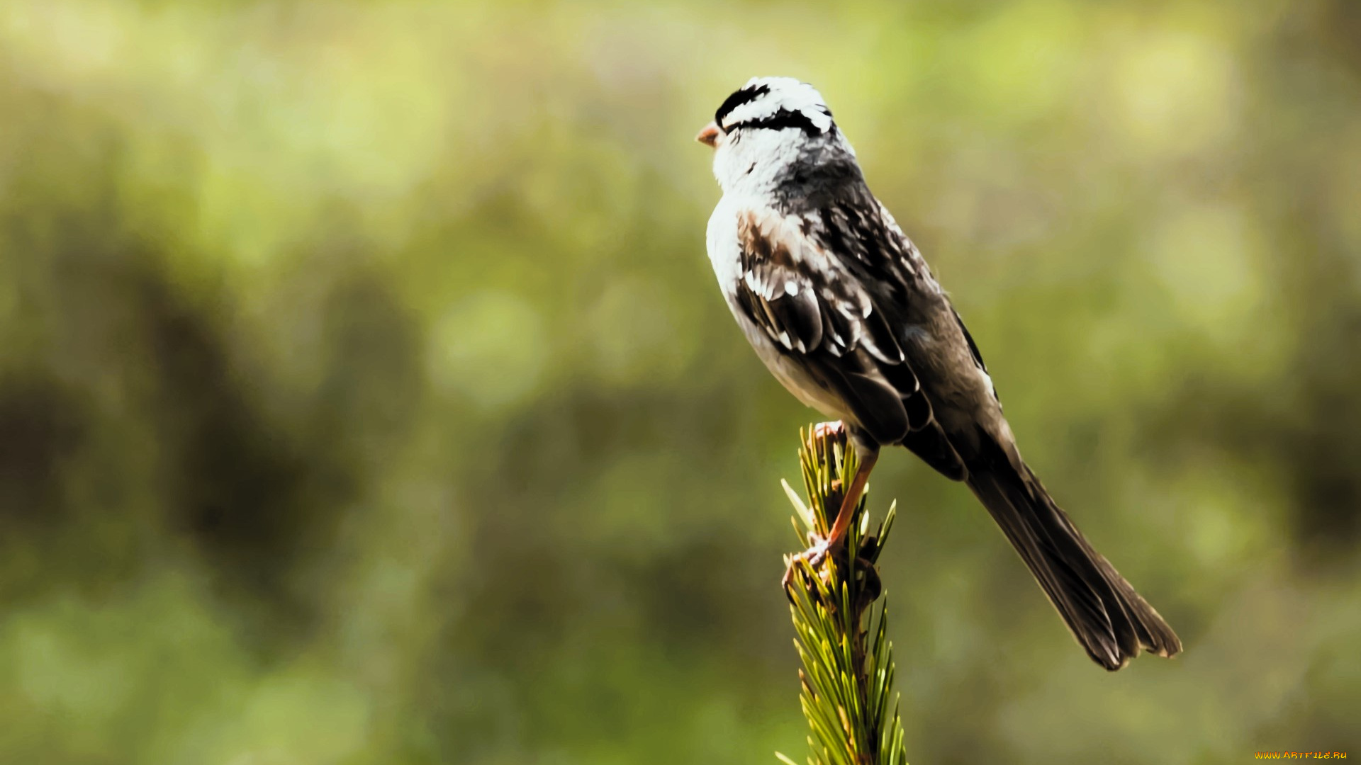 животные, птицы, птица, ёлка
