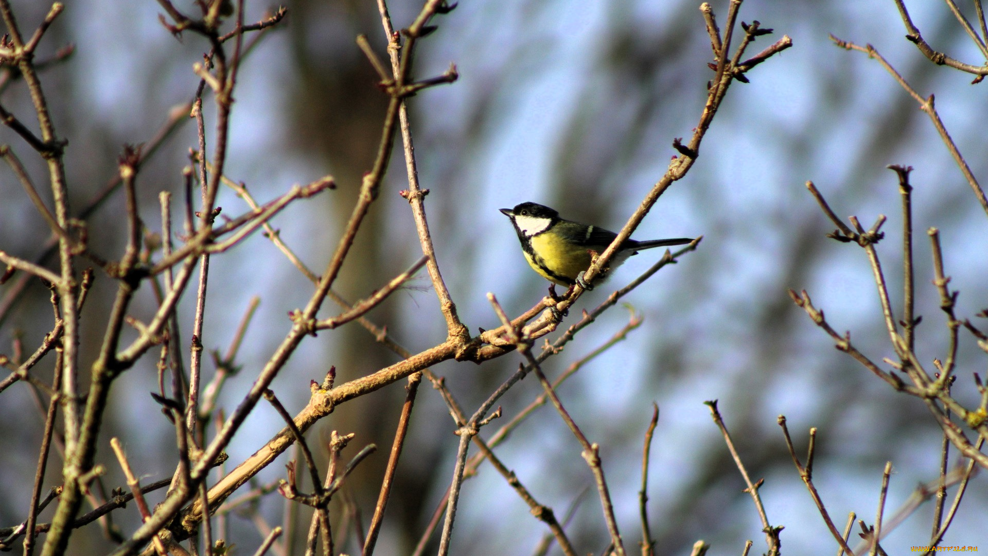 животные, синицы, , лазоревки, синица, ветки