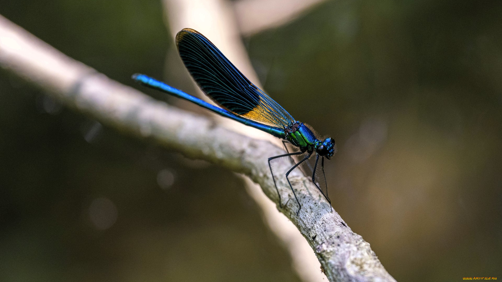 животные, стрекозы, стрекоза, ветка