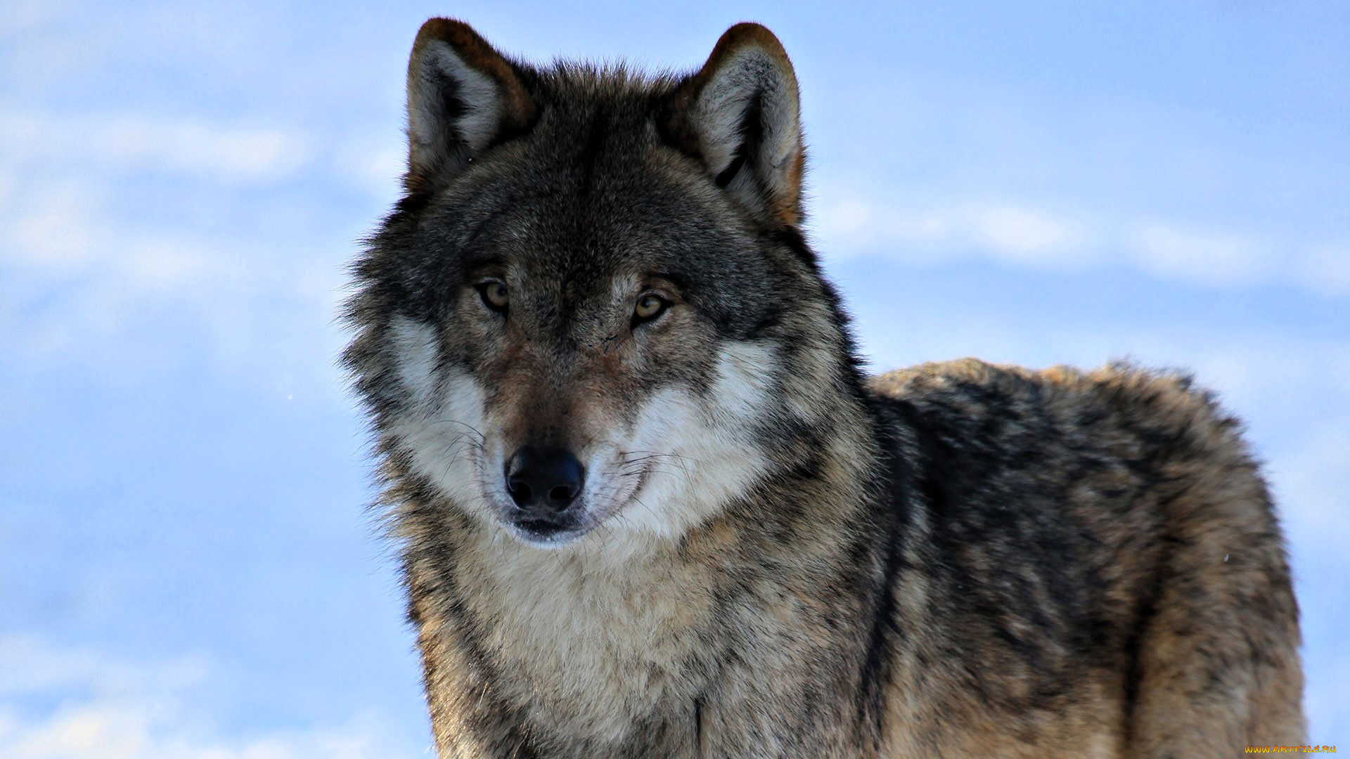 животные, волки, , койоты, , шакалы, волк, снег, зима