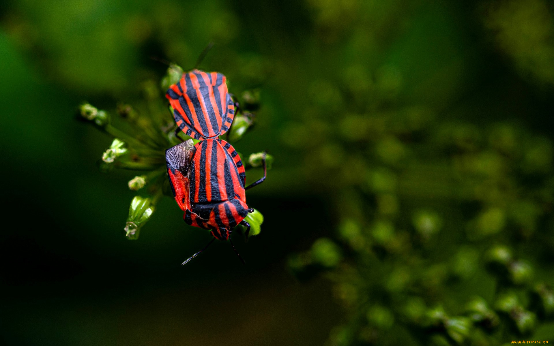 щитник, линейчатый, животные, насекомые, жуки, пара, весна, зелень
