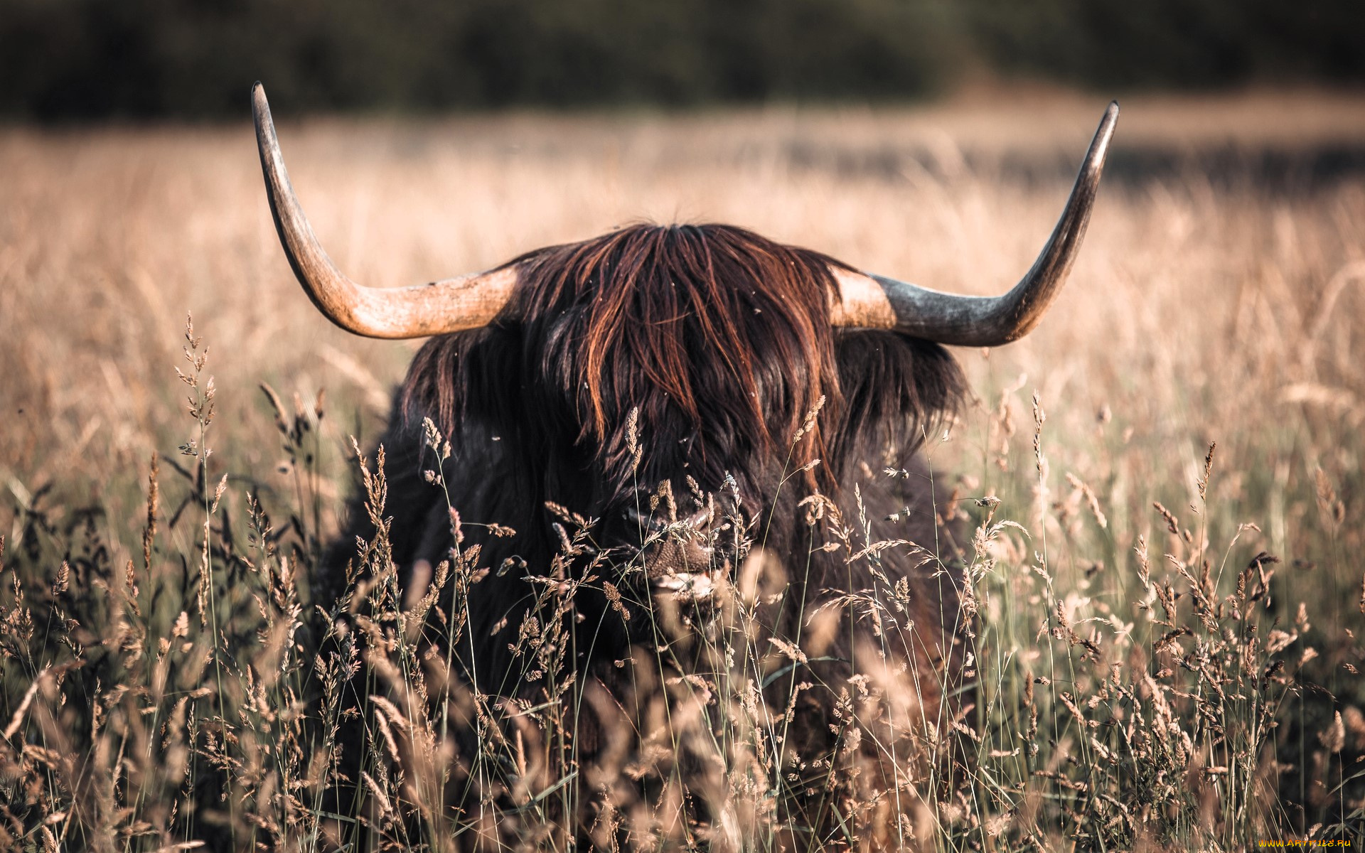 животные, коровы, , буйволы, бык, рога, луг, трава