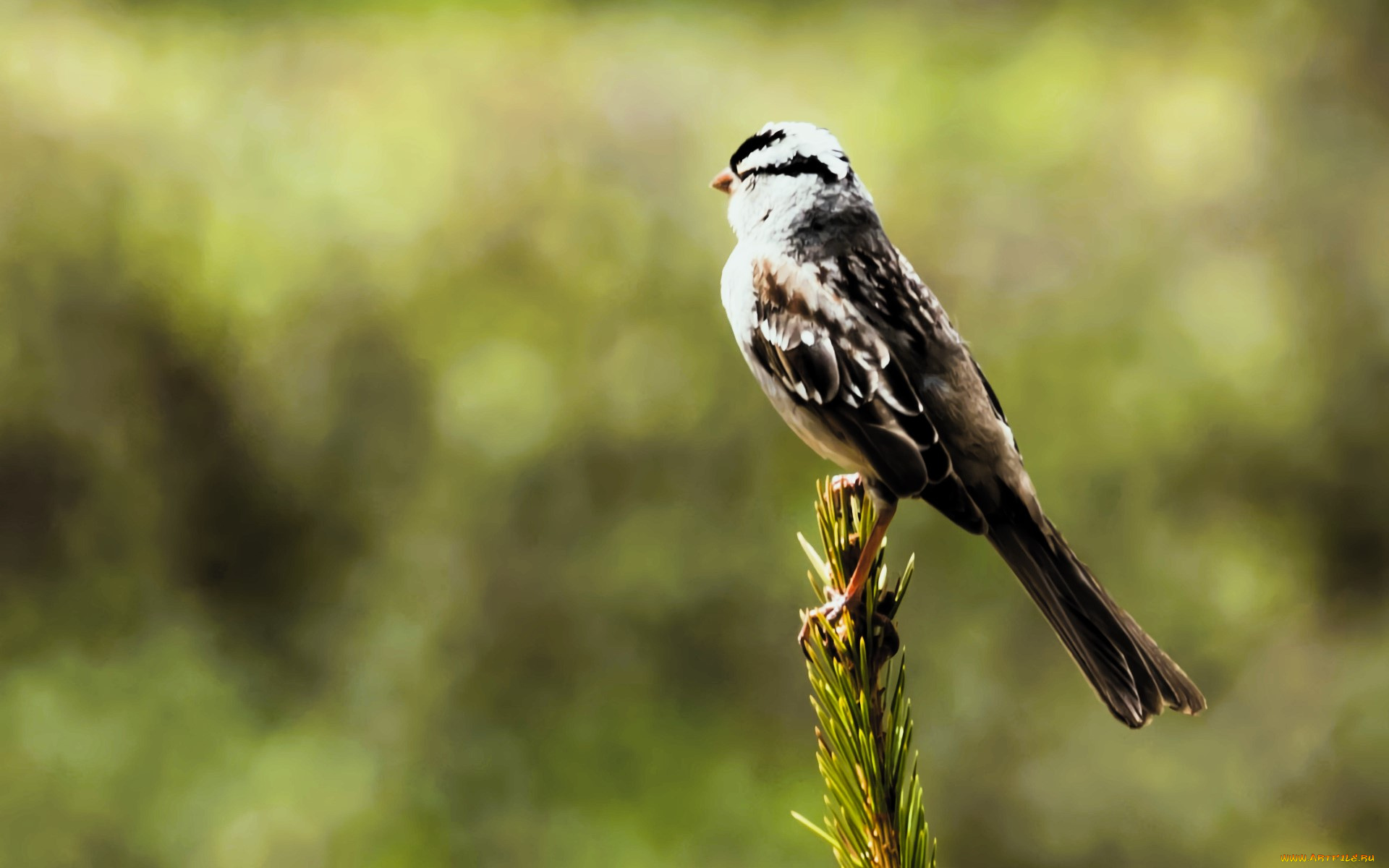 животные, птицы, птица, ёлка