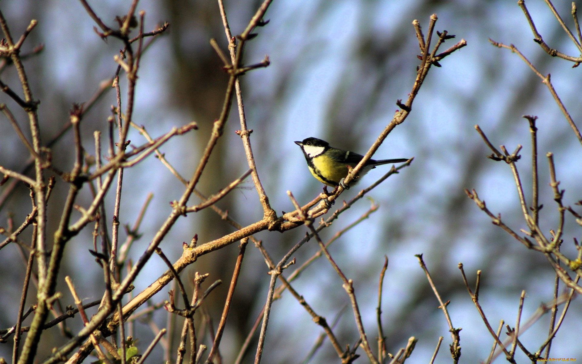 животные, синицы, , лазоревки, синица, ветки