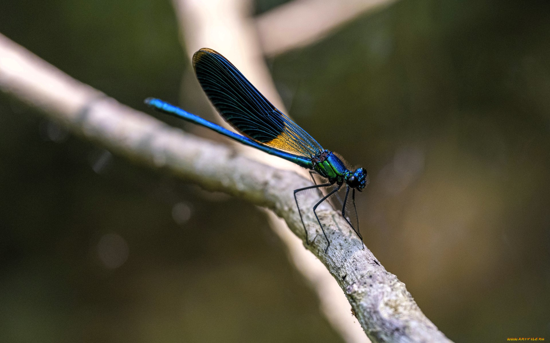 животные, стрекозы, стрекоза, ветка