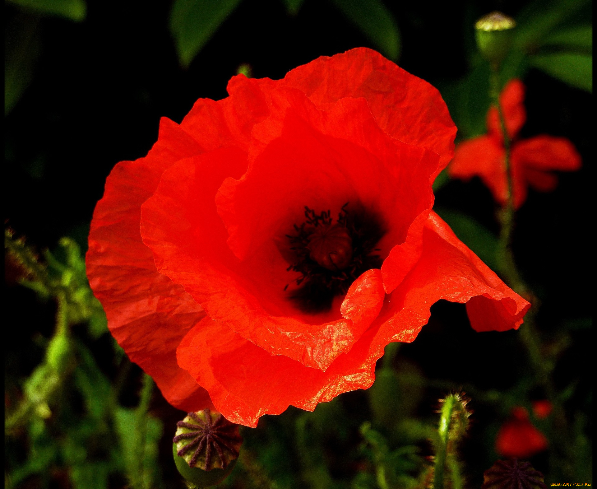 цветы, маки, цветок