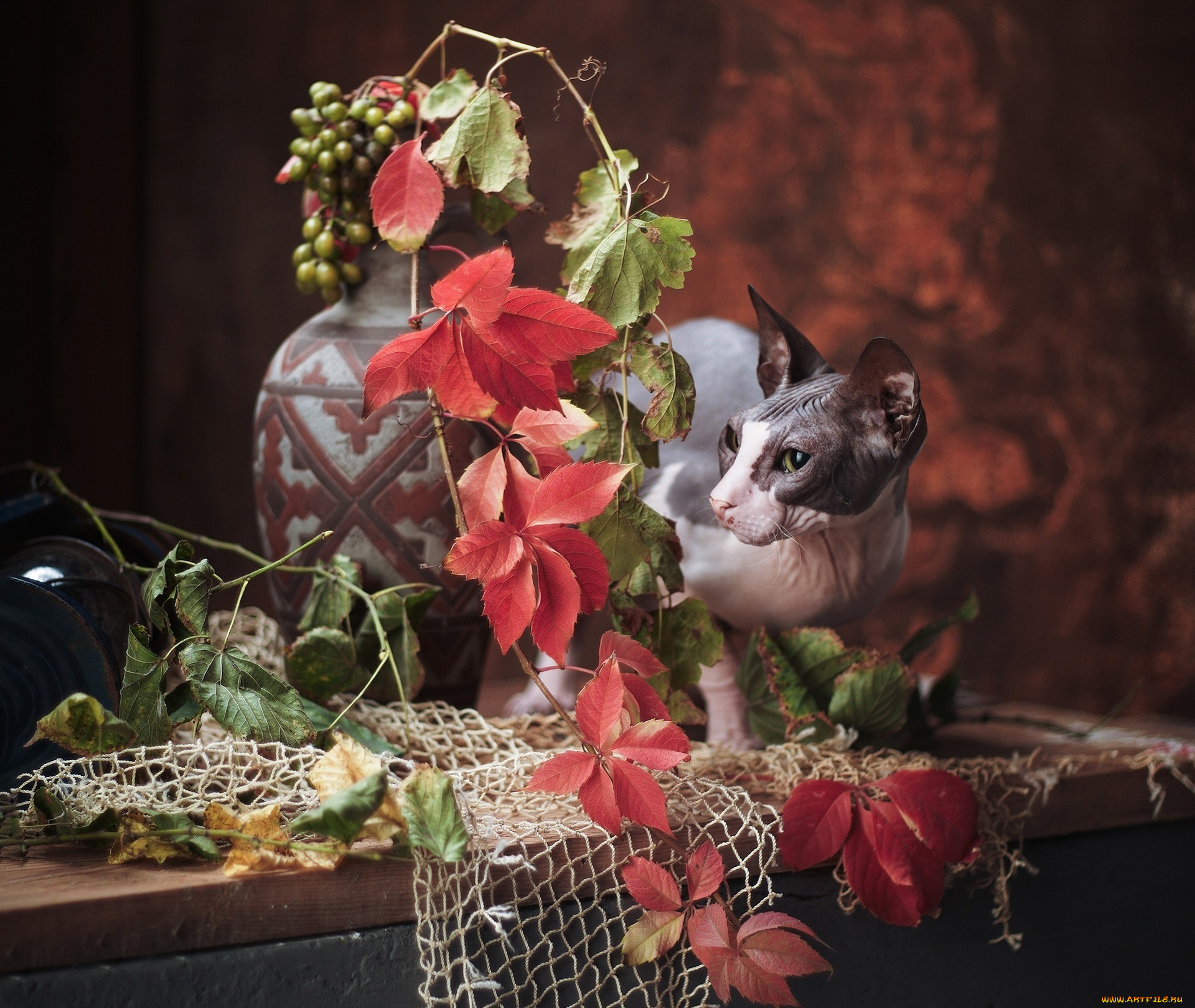 животные, коты, кот, кошка