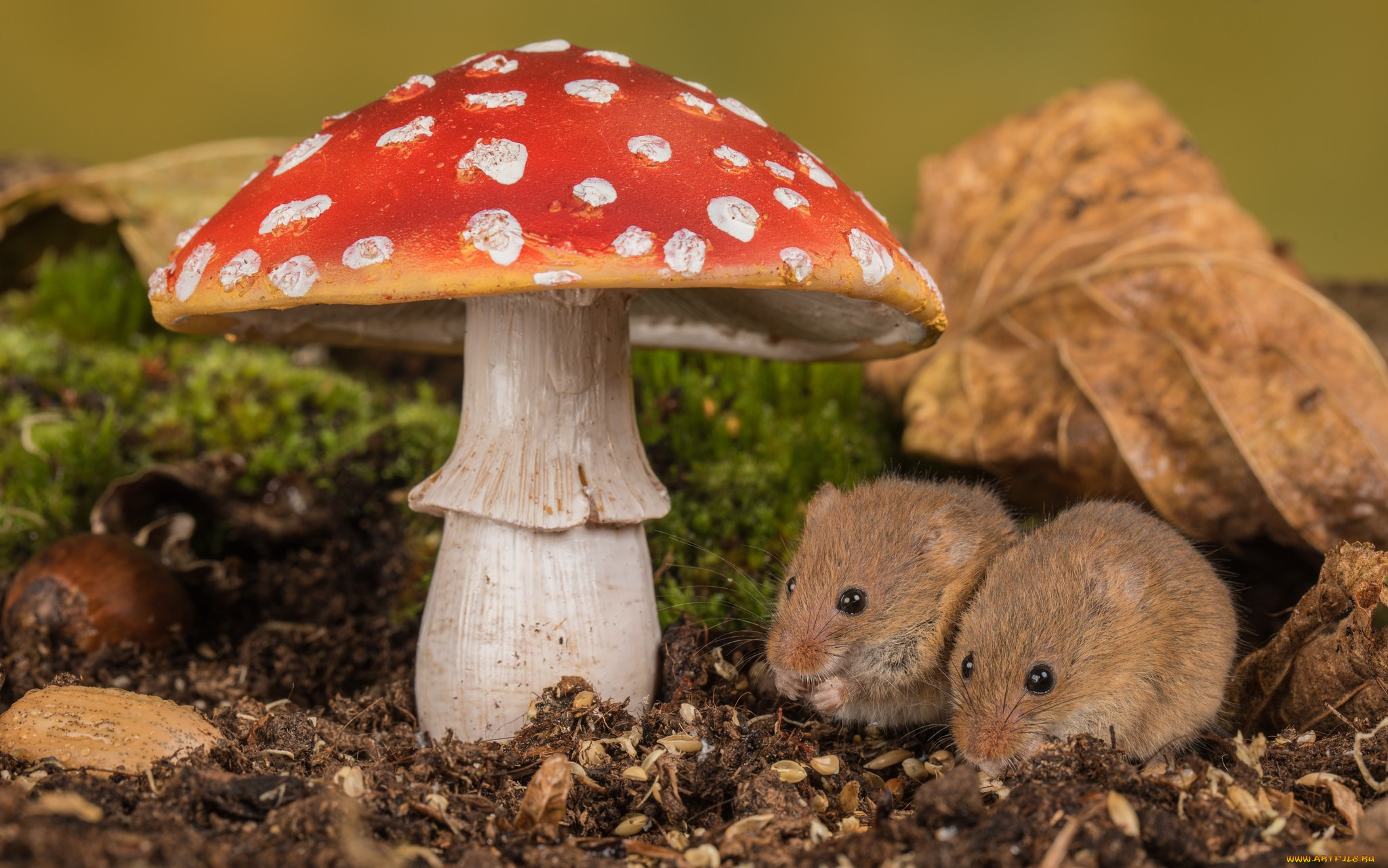 животные, крысы, , мыши, мыши