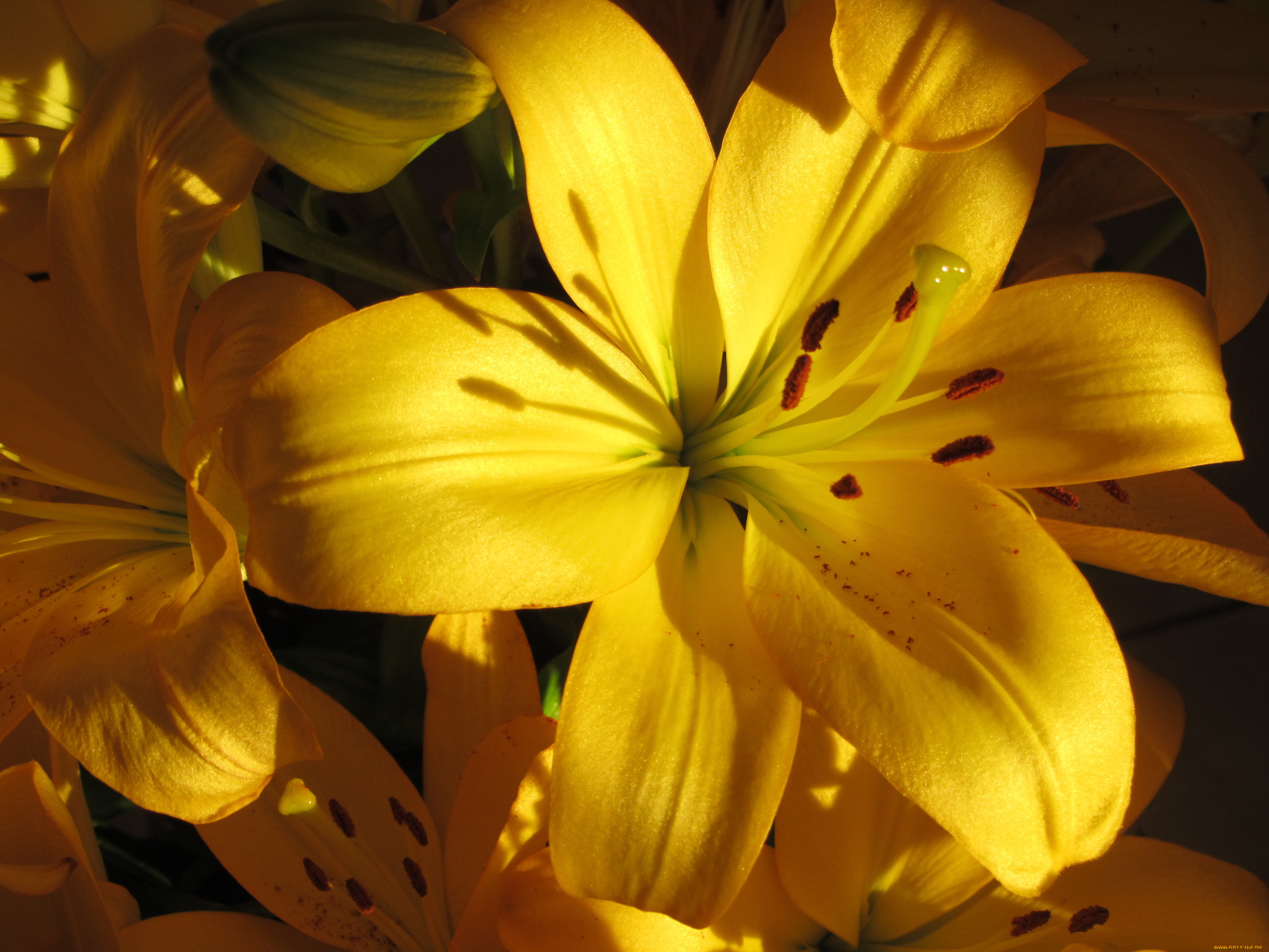 цветы, лилии, , лилейники