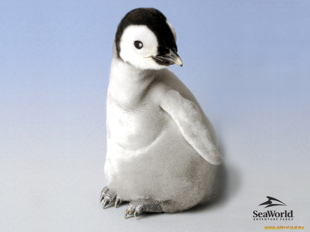 животные, пингвины
