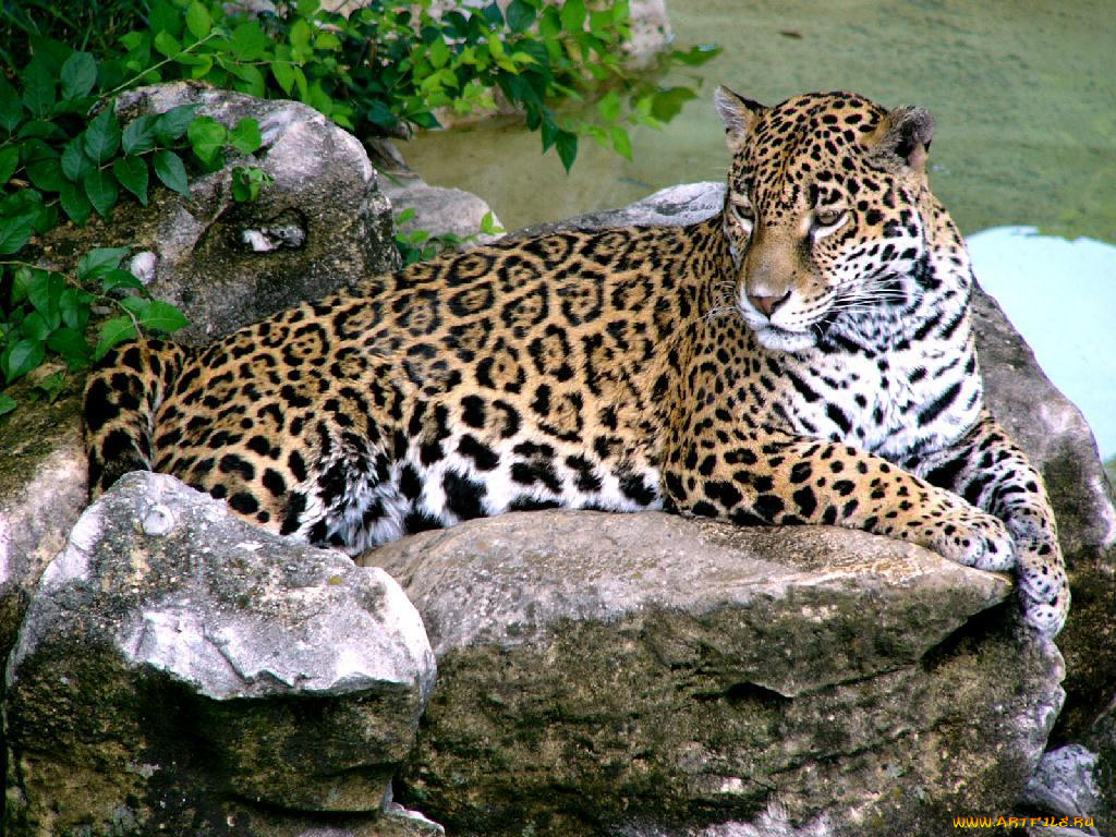 jaguar, животные, Ягуары