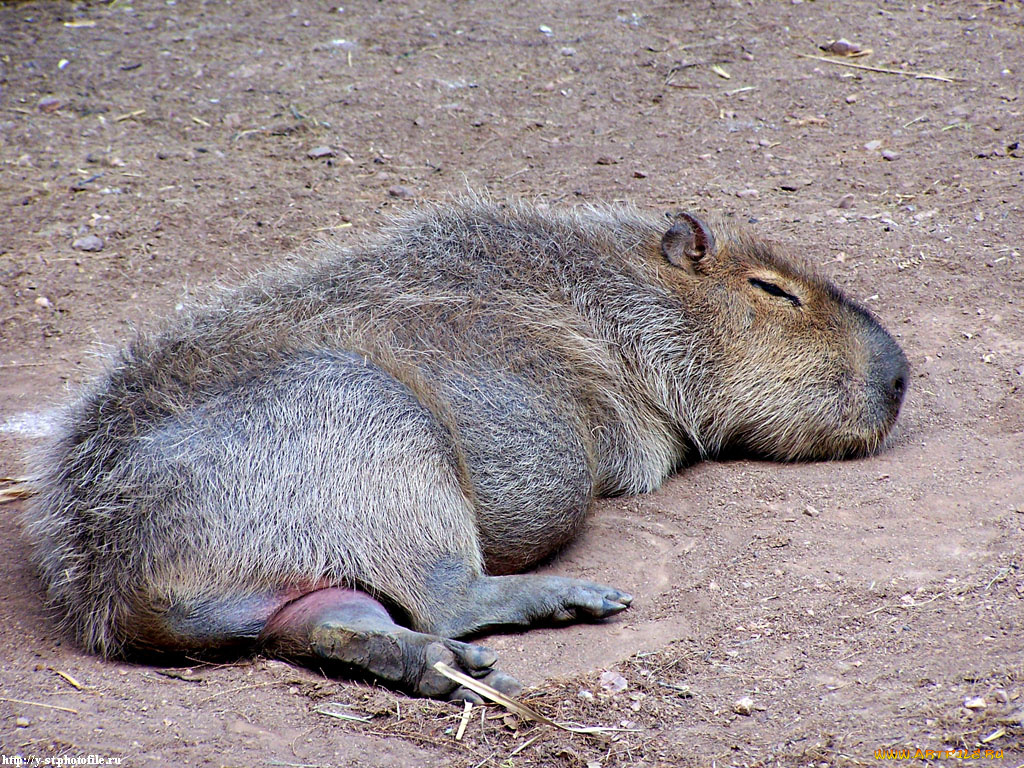 нечто, лохматое, милое, животные, капибары