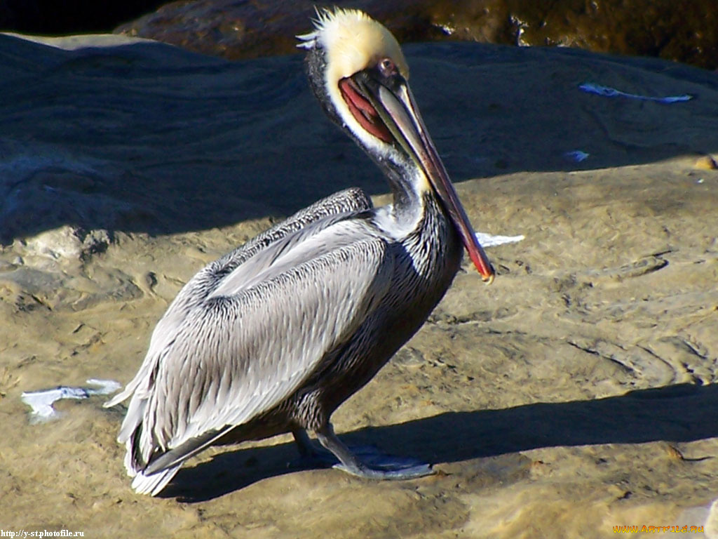 пеликан, животные, пеликаны