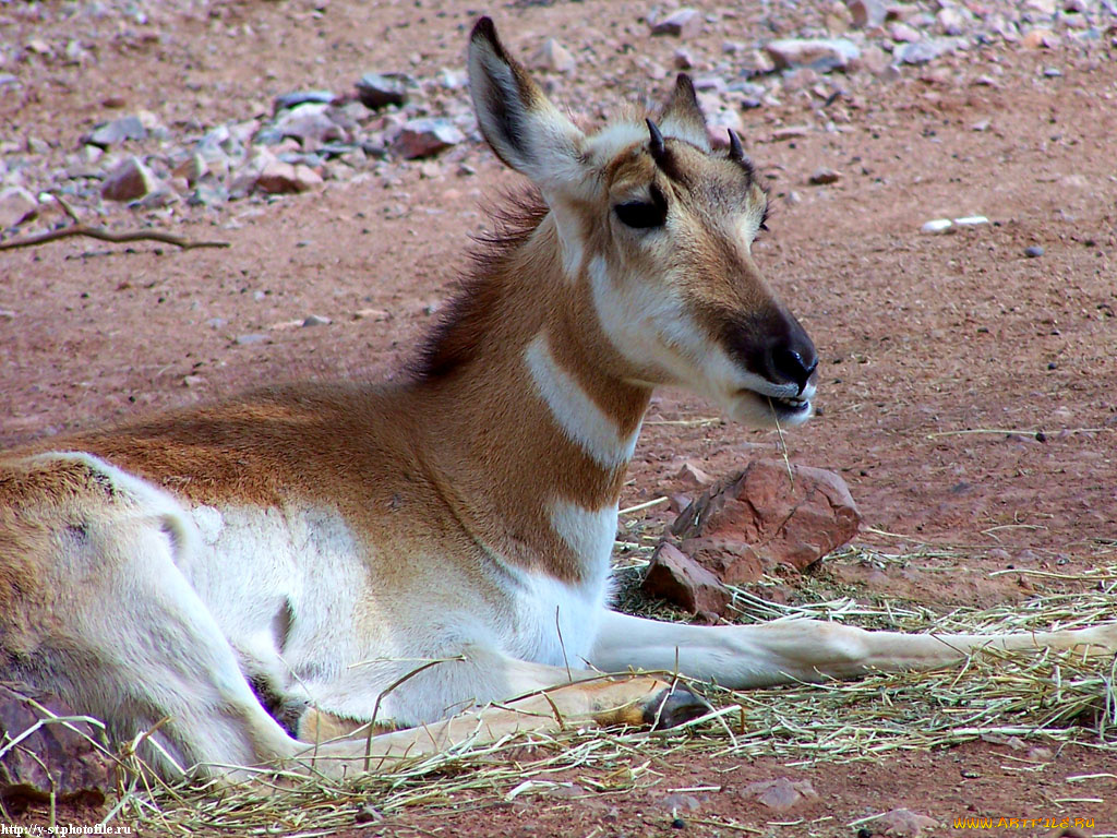 рогатые, бодрствуют, животные, антилопы