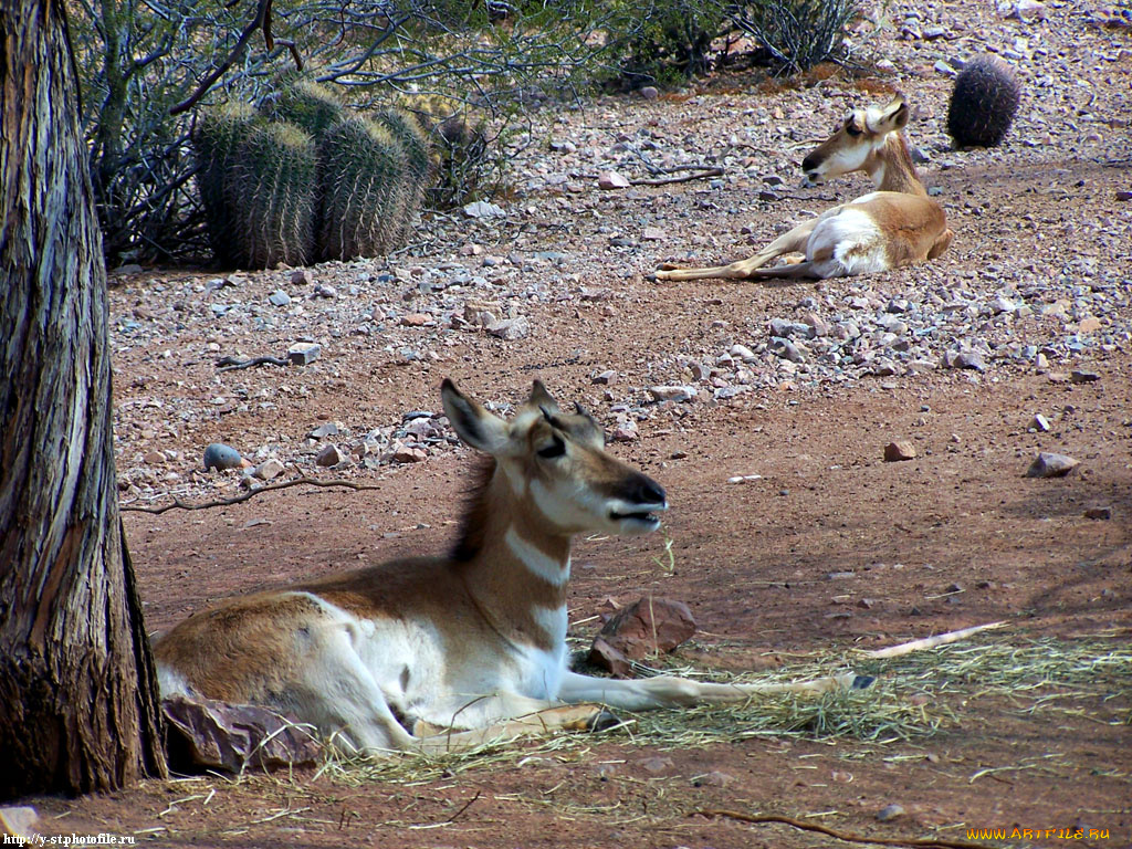 рогатые, не, дремлют, животные, антилопы