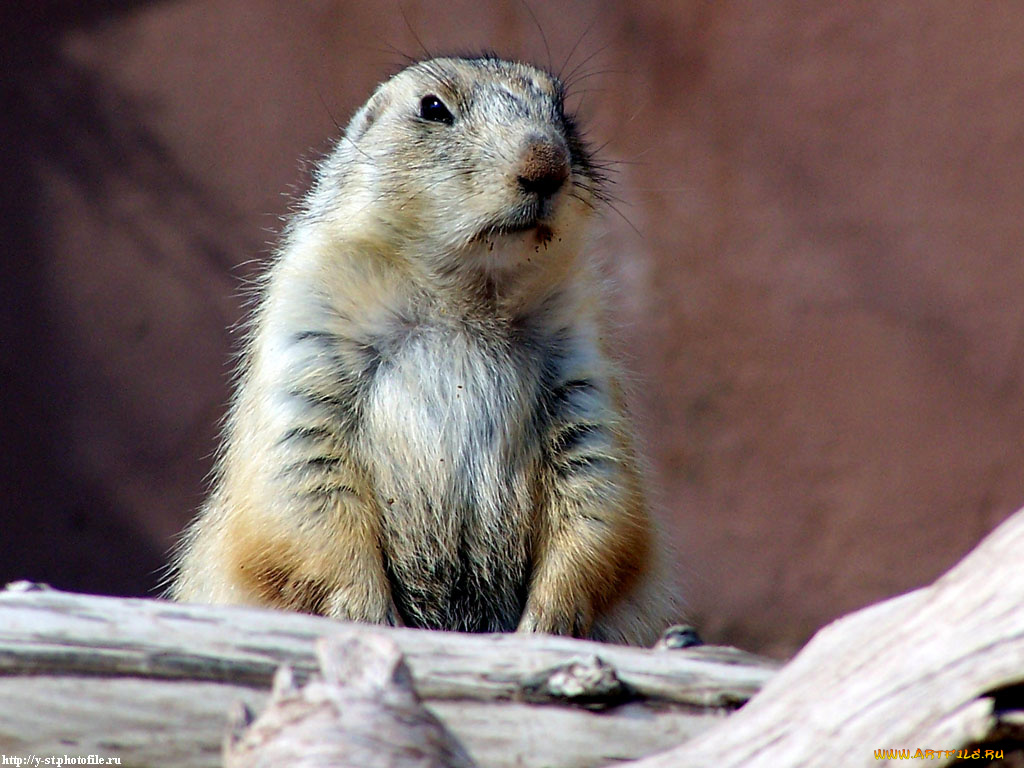 суслик, животные, суслики, сурки