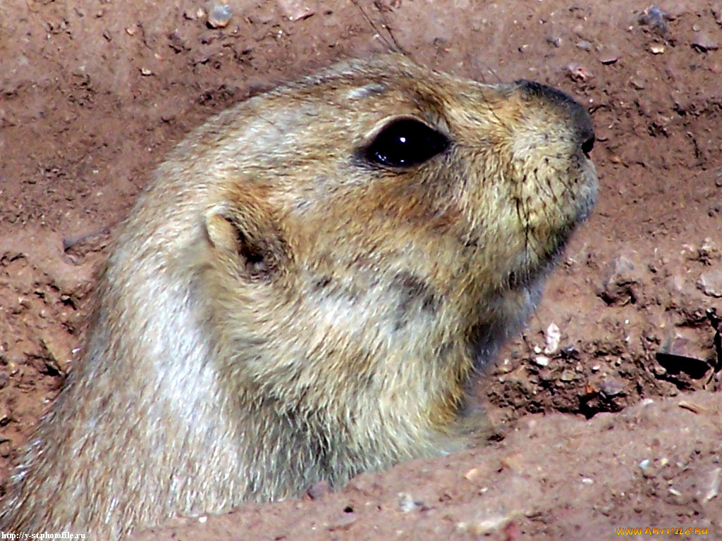 суслик, животные, суслики, сурки